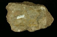 北投石藏品圖，第7張